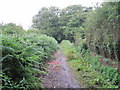 Bluebell Lane Bridleway