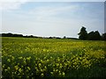 Field of rape near Pocklington airfield