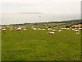 Ringstead: sheep on South Down