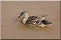 Mallard at Llangattock