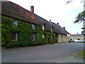 Ivy growing in Hethe