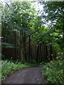 The Chalkland Way through Pocklington Wood