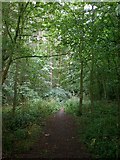 SE8149 : The Chalkland Way through Pocklington Wood by Dr Patty McAlpin