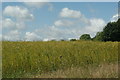 Wild Flower Meadow, Alton, Hampshire