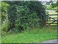 Overgrown footpath near Abbotts Wood