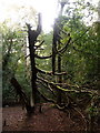 SZ0197 : Merley: branchless dead tree in Delph Woods by Chris Downer