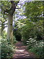 Path in Furzefield Wood