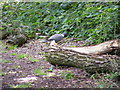 TL2302 : Pigeon in Furzefield Wood by Geographer