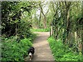 The North End of the Woodland Path, Tringford Reservoir