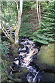 Woodland burn, Blackhall, Glenshee