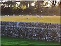 Walls of the farm track at Newton Farm