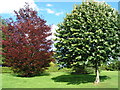 Trees in Churchill Gardens