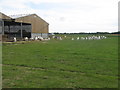 Goats in Wisseenden Lodge Farm