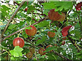 Ripening gooseberries