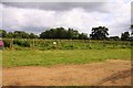 Raspberry canes at Medley Manor Farm Pick your Own