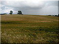 Large Field near Micklebury Farm