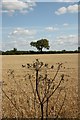 Leadenham Heath