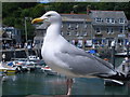 Gull waiting to steal people