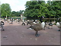 West Park Goose