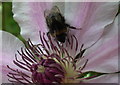 A Bee on Nellie Moser Clematis.