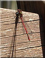 TL4602 : Large Red Damselfly. by Lynda Poulter