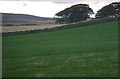 Grassy field at dusk