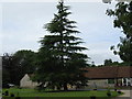 Fine Conifer in the grounds of Windlesham House School