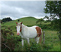 Grazing near Cruglas, Ceredigion