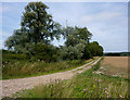 Field and trees