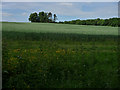 View from North Downs Way