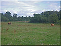 Wildflower field grazed by Highland Cattle