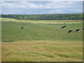 Cows grazing on lush pasture