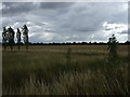 Fields between Crowle and Woodhouse