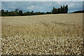 SO7751 : Wheat field near Leigh Sinton by Philip Halling