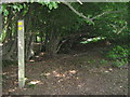 Footpath junction in Mainey Wood