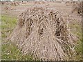 Corn Stooks near Bottlesford