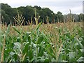 Maize crop, West Stowell