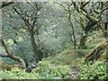 Woodland south of Allt Ddu