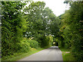 Lane through trees