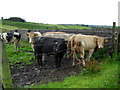 Cattle, Corran Townland