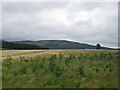 Afforestation area near Lumsden