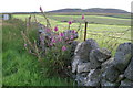 Foxgloves along a dyke, Auchinleish, Glen Isla