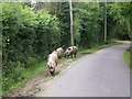 Pigs in the New Forest