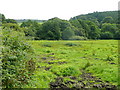 Pasture on the edge of the forest