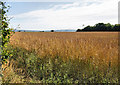 Farmland, Pylewell