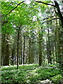 The Royal Forest of Dean 2