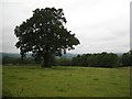 Pasture land with oak tree, after rain