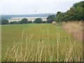 Linseed crop near Dean