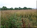 Oilseed rape, Dean