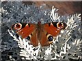 Peacock butterfly (Inachis io)